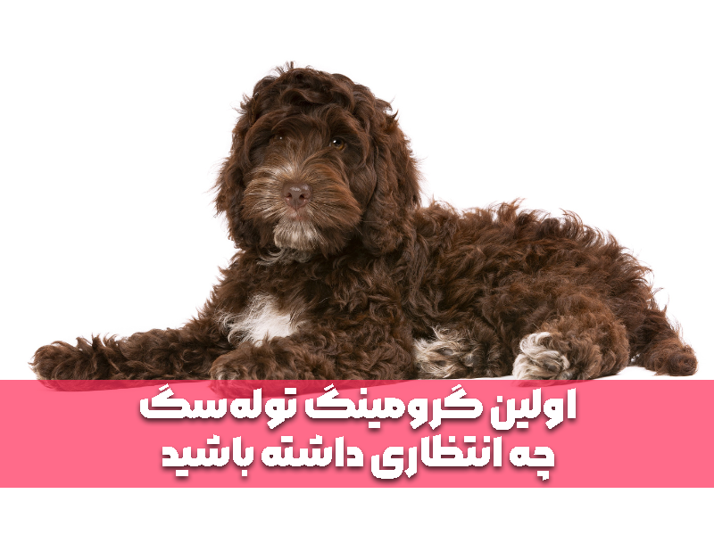 اولین گرومینگ توله‌سگ